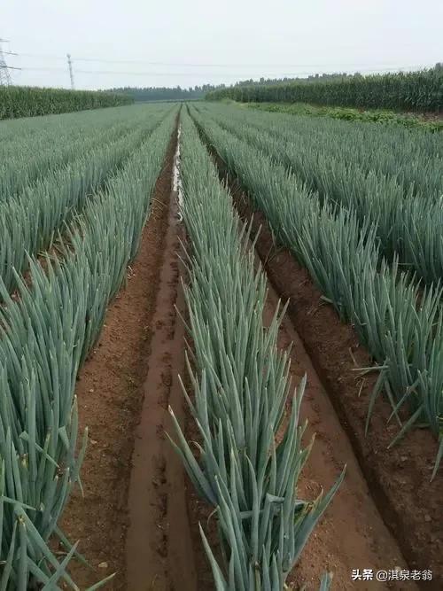 玉米棒軸在土豆、大蔥種植中的&OpenCurlyDoubleQuote;巧&rdquo;用，有你想不到的效果