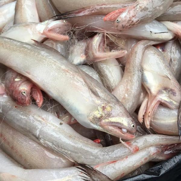 懂行人買魚，專挑這3種海魚，目前無法人工養殖，全是純野生