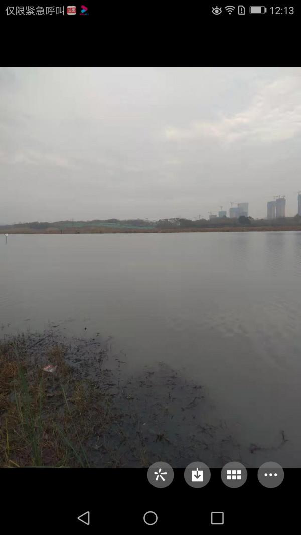 大師釣鯽魚果然有招，一起來學習一下吧