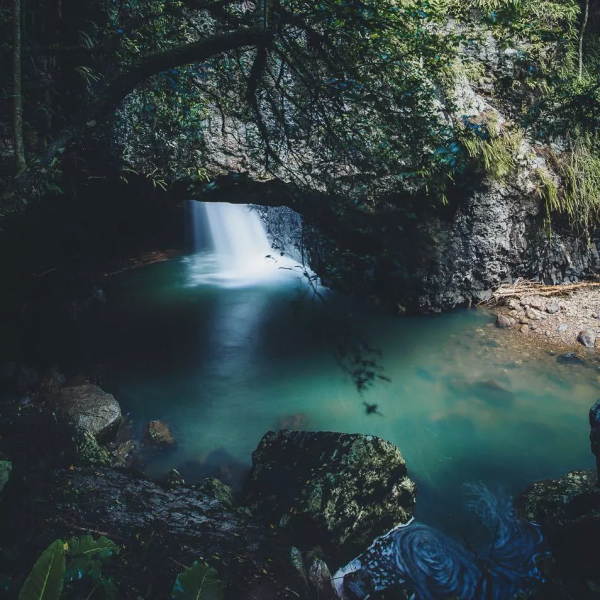 「澳洲·文化」白晝也能去看的星辰：黃金海岸藍光螢火蟲