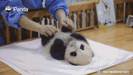 可愛！大熊貓飼養員的花式按摩
