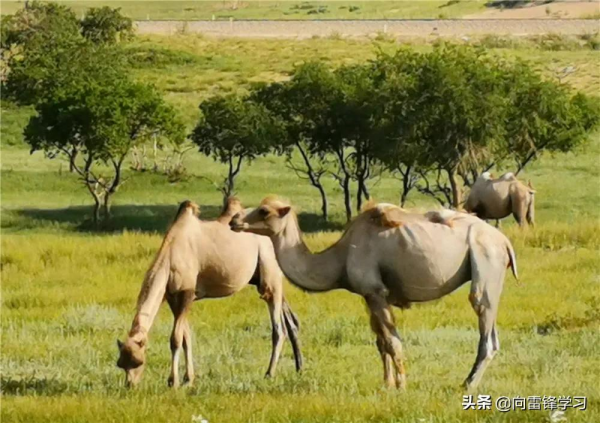 超乎你想象!和兵哥哥一起盤點北疆的“小可愛” 超乎你想象!和兵哥哥一起盤點北疆的“小可愛”