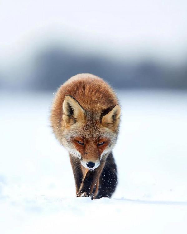 自然風·動物桌布(第十七期)——呦呦鹿鳴