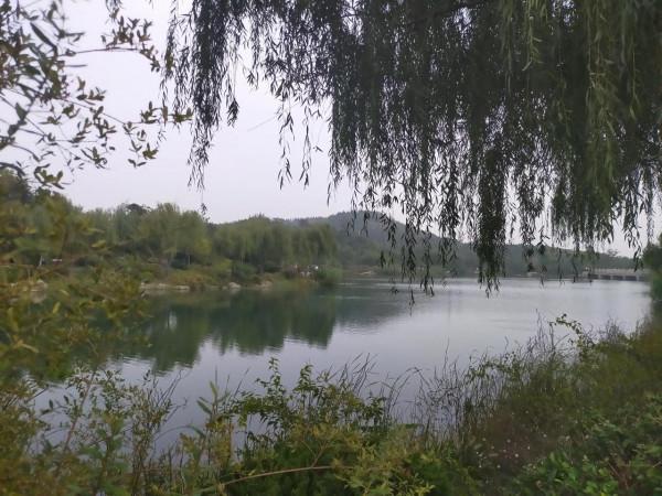 打卡網紅地 觀賞粉黛子