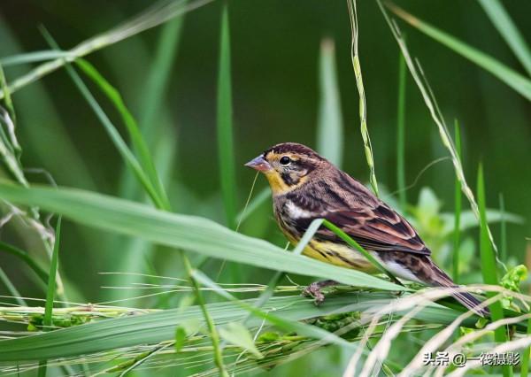 湖邊，這隻黃胸鵐正吃著野生稻種子