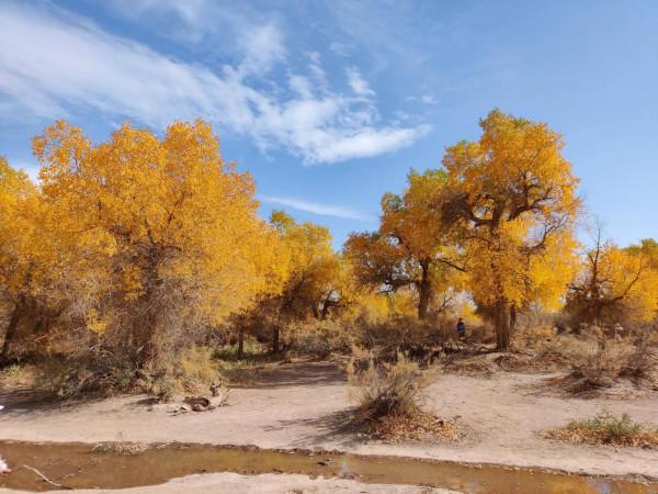 阿拉善英雄會~沙漠之旅 阿拉善英雄會~沙漠之旅