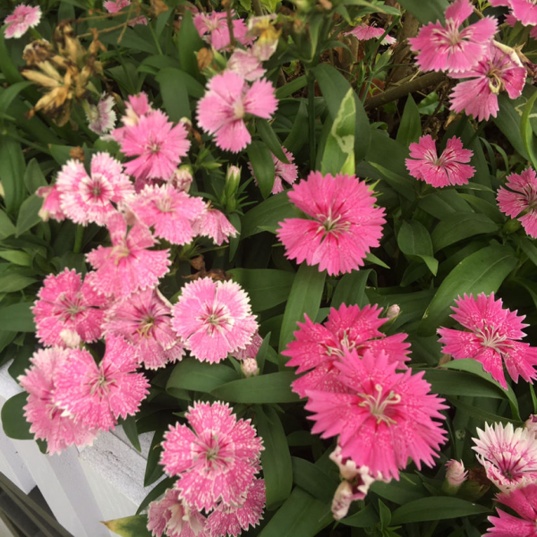 冬天就養這4種花，從冬一直開到夏，好養又漂亮人見人愛