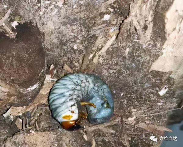 青城山發現兩隻陽彩臂金龜成蟲，還有隻巨型幼蟲，可它們不是家庭