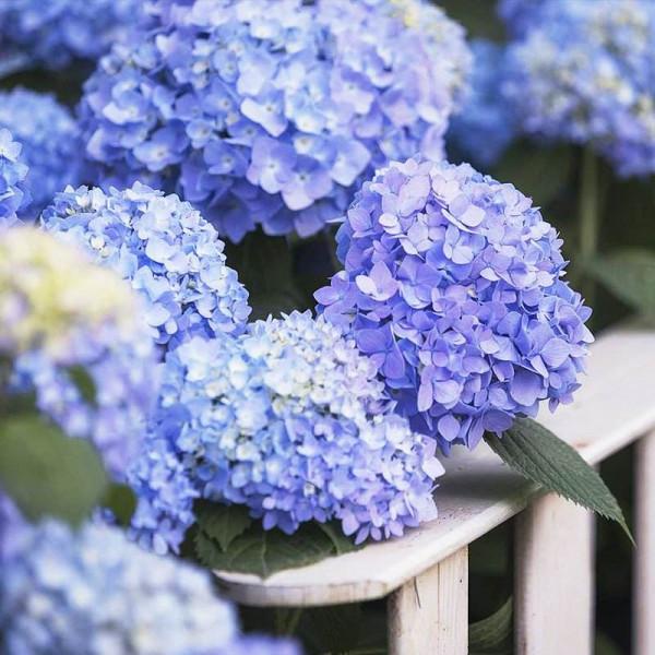 5種&OpenCurlyDoubleQuote;喜酸花&rdquo;，一個月一杯醋，調節土壤酸性，開花開爆盆