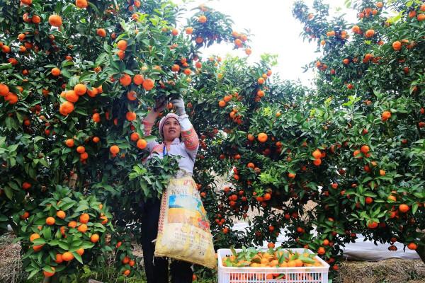採後管理做得好，來年柑橘結果少不了！怎麼做？這幾步最重要