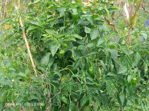 帶大家看看農村