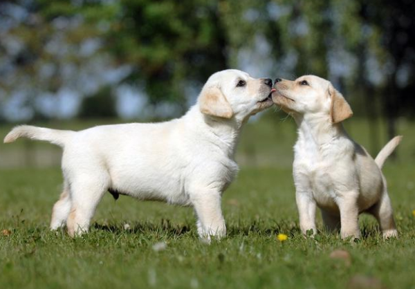 這幾種中大型犬，服從性超高，養了不後悔