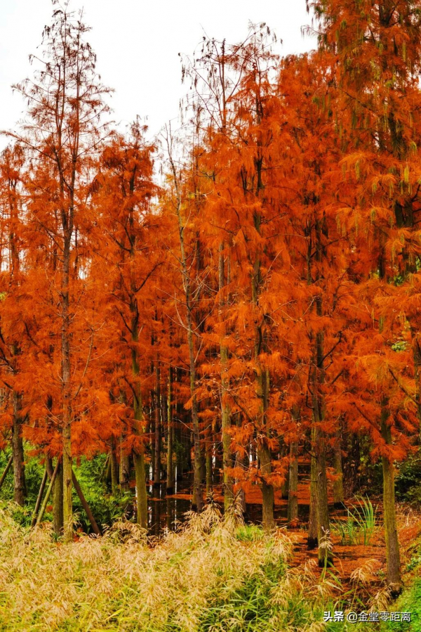 金堂“光霧山”!私藏在這處公園裡的冬日幻境 金堂“光霧山”!私藏在這處公園裡的冬日幻境