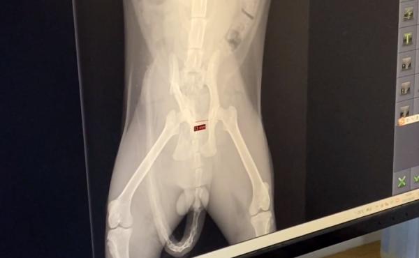 江蘇：被扔在高架橋上，又遇車禍的流浪貓，獲救後的眼神令人心碎