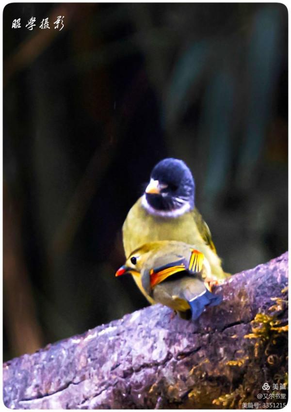 又爾書堂：紅嘴相思鳥一一忠貞愛情的楷模