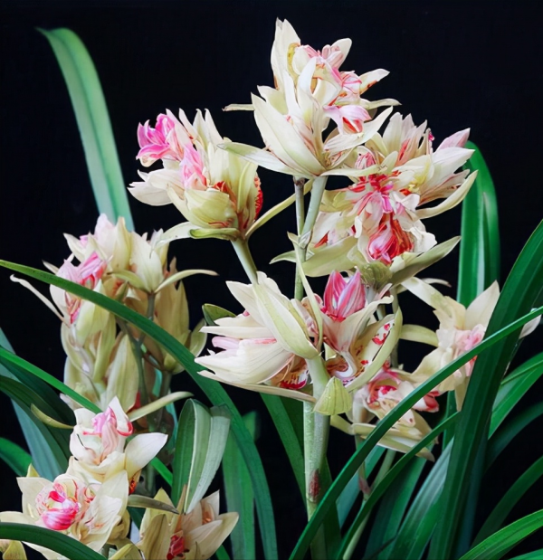 適合客廳養的5種漂亮花,喜慶大氣又吉祥,幸福感滿滿 適合客廳養的5種漂亮花,喜慶大氣又吉祥,幸福感滿滿