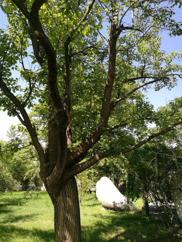 青海湖，祁連山，扎尕那，一車老兩口，西北自駕遊。之六：貴德2