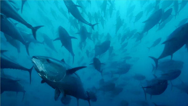 世界之迷，沒有GPS定位遷徙幾萬公里，為什麼動物始終不會迷路？