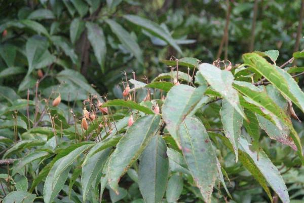 元氣滿滿——十齒花