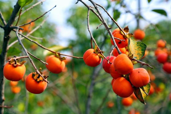 柿子砸中小戰士,彭德懷勃然大怒:把小王拉出去,槍斃 柿子砸中小戰士,彭德懷勃然大怒:把小王拉出去,槍斃