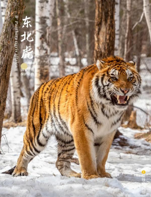 出發！看中國五大國家公園