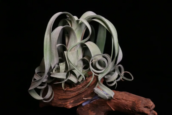 空氣鳳梨花捲家庭養護指南