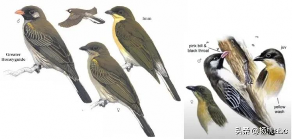 鳥類里居然也有中介?來看這個把人類帶到蜂巢邊撿漏蜂蜜的機靈鬼 鳥類里居然也有中介?來看這個把人類帶到蜂巢邊撿漏蜂蜜的機靈鬼