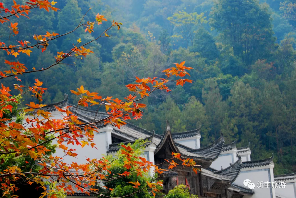 楓林似火、紅葉如霞，是新豐邀你來賞楓的專屬訊號