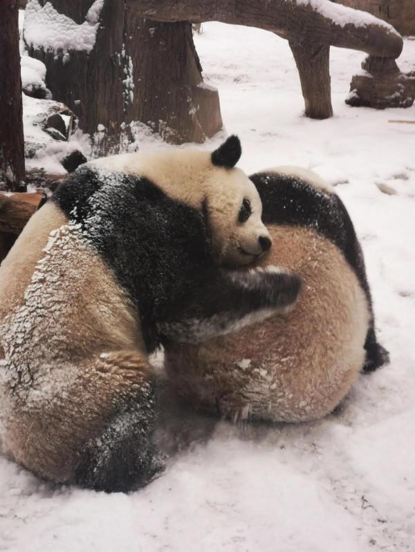 今天的&OpenCurlyDoubleQuote;真熊&rdquo;版冰墩墩