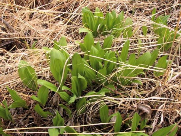 懸崖縫隙長出兩根野山蔥一斤賣10塊，大哥在地裡種一畝，創收2萬