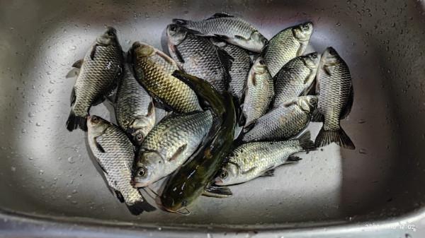 「美食」分享魚餚美味,保證“領導”吃了追著你去釣魚 「美食」分享魚餚美味,保證“領導”吃了追著你去釣魚