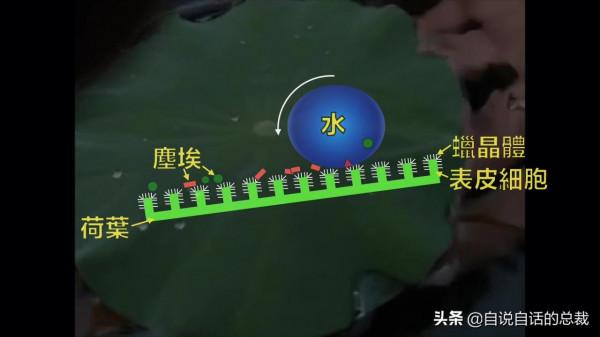 液體貓咪之謎：為什麼說貓都是液體？這竟然是被證明過的科學結論