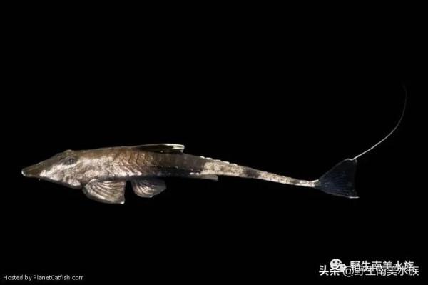 每天認識一種南美魚｜（72）陰陽直升機