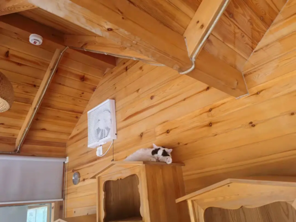 大阿寶：“斜槓青年”歡樂多