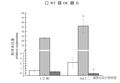論文推薦 || 白樺BpGRAS1基因的克隆及耐鹽功能分析