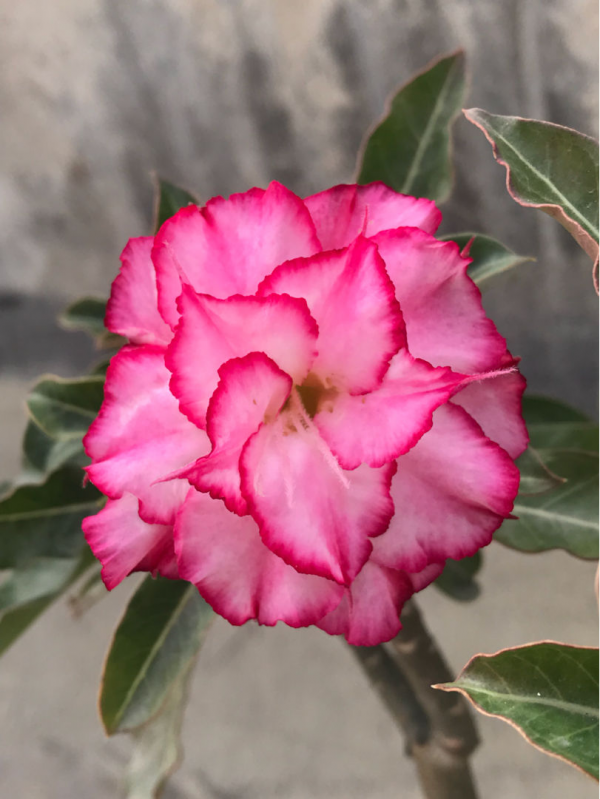 特耐旱的花，主要是有個&OpenCurlyDoubleQuote;大肚子&rdquo;，存水量超大