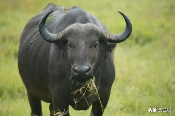 (野史故事)晉代奇人,天生異術 (野史故事)晉代奇人,天生異術