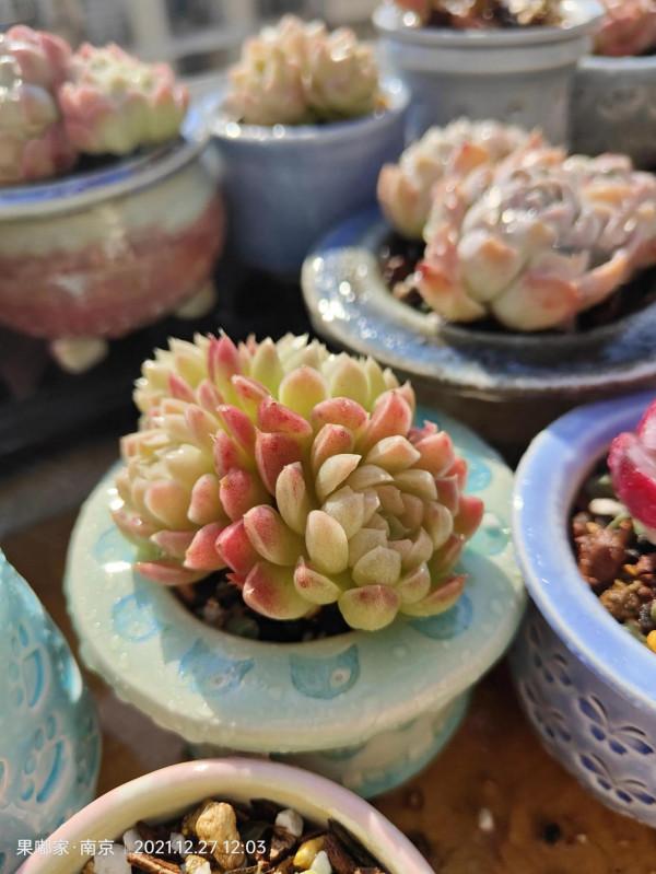 花園，美肉，怎可缺席