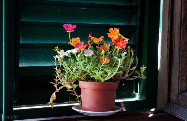 太陽花花苞乾枯?問題出在3點上,處理得當,依舊是“最靚”的花 太陽花花苞乾枯?問題出在3點上,處理得當,依舊是“最靚”的花