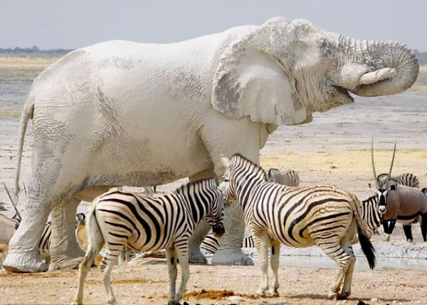 40張罕見的照片:鱷魚咬碎烏龜,鴕鳥在水面飛奔,河馬充當渡輪 40張罕見的照片:鱷魚咬碎烏龜,鴕鳥在水面飛奔,河馬充當渡輪