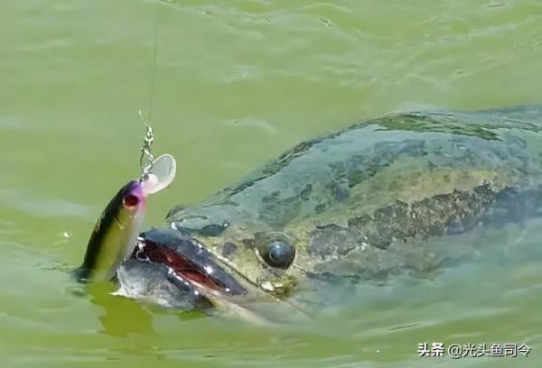 黑魚的“悲哀”!為了孩子的安全,成了移動的酸菜魚? 黑魚的“悲哀”!為了孩子的安全,成了移動的酸菜魚?