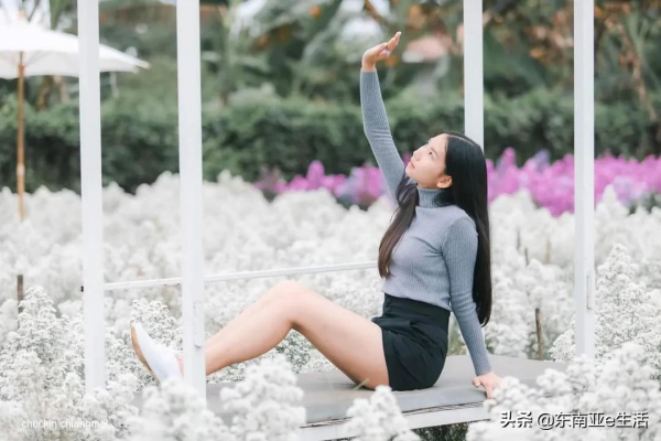 涼季來了！今年清邁有哪些唯美浪漫的花田？