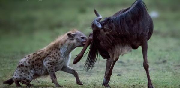 鬣狗愛乾淨?事實上關於鬣狗的這些傳聞都不真實,它們也不是犬科 鬣狗愛乾淨?事實上關於鬣狗的這些傳聞都不真實,它們也不是犬科