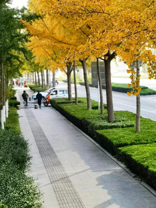 秋之美~北海路篇,金黃的銀杏樹來一組,我們先睹為快 秋之美~北海路篇,金黃的銀杏樹來一組,我們先睹為快