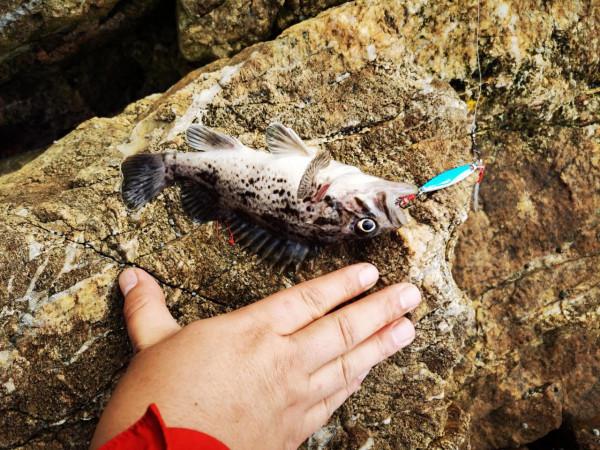 路亞換新杆！開杆就破龜