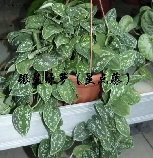 為什麼很多人養花養不活