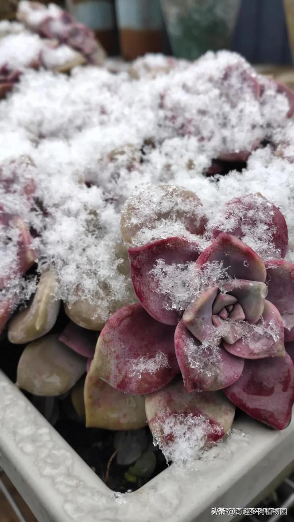 這些比較耐凍，適合露養，快來看看有沒有你喜歡的