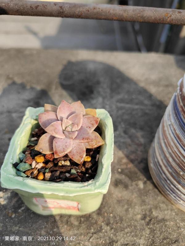 花園裡的月季在爭相開放