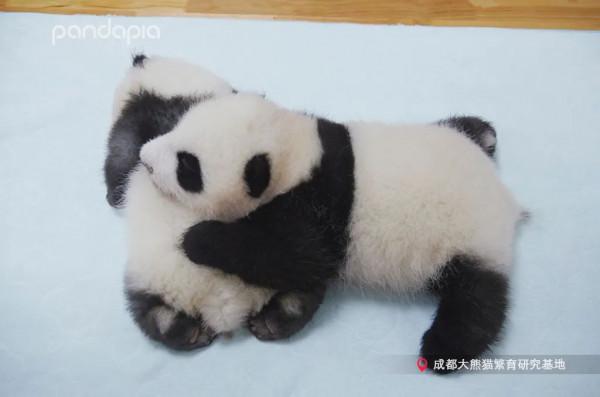 國寶測評！小熊牌枕頭到底有多軟