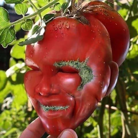 來自植物世界的精靈